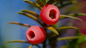 Preview wallpaper yew, berries, branches, leaves, macro