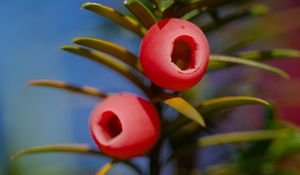 Preview wallpaper yew, berries, branches, leaves, macro