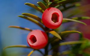 Preview wallpaper yew, berries, branches, leaves, macro