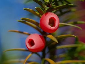 Preview wallpaper yew, berries, branches, leaves, macro