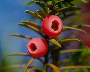 Preview wallpaper yew, berries, branches, leaves, macro