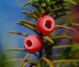 Preview wallpaper yew, berries, branches, leaves, macro