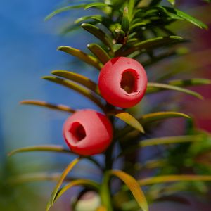 Preview wallpaper yew, berries, branches, leaves, macro