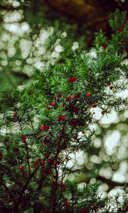 Preview wallpaper yew, berries, red, branches, plant