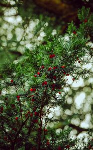 Preview wallpaper yew, berries, red, branches, plant