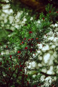 Preview wallpaper yew, berries, red, branches, plant