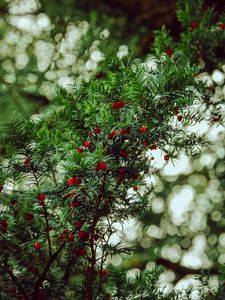 Preview wallpaper yew, berries, red, branches, plant