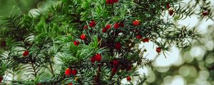 Preview wallpaper yew, berries, red, branches, plant
