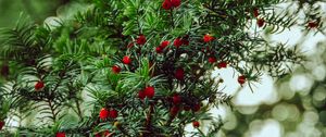 Preview wallpaper yew, berries, red, branches, plant