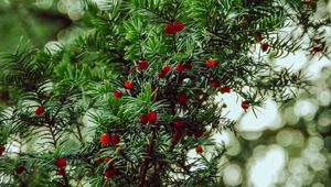 Preview wallpaper yew, berries, red, branches, plant