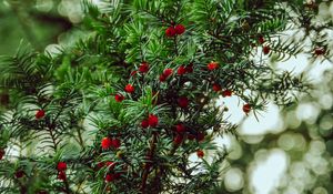 Preview wallpaper yew, berries, red, branches, plant