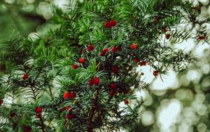 Preview wallpaper yew, berries, red, branches, plant