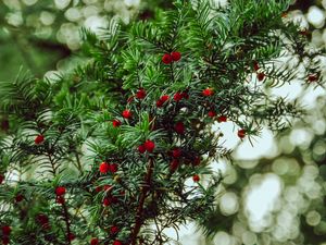 Preview wallpaper yew, berries, red, branches, plant