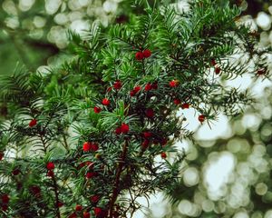 Preview wallpaper yew, berries, red, branches, plant