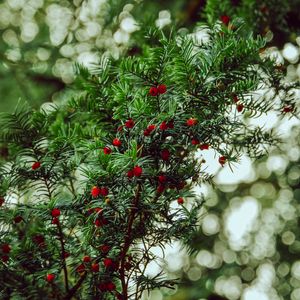 Preview wallpaper yew, berries, red, branches, plant