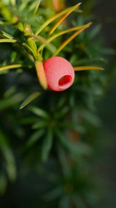 Preview wallpaper yew, berry, branch, macro