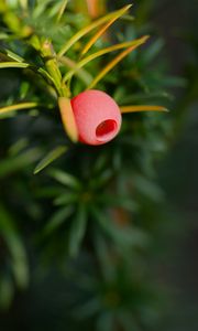 Preview wallpaper yew, berry, branch, macro