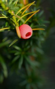 Preview wallpaper yew, berry, branch, macro