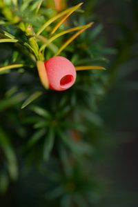 Preview wallpaper yew, berry, branch, macro