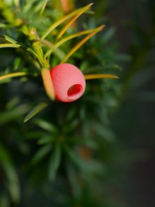 Preview wallpaper yew, berry, branch, macro