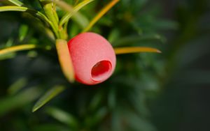 Preview wallpaper yew, berry, branch, macro