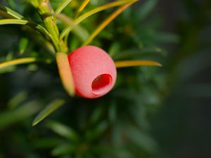 Preview wallpaper yew, berry, branch, macro