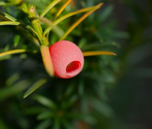 Preview wallpaper yew, berry, branch, macro