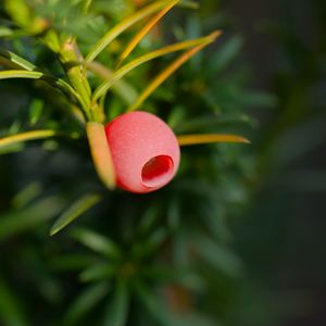 Preview wallpaper yew, berry, branch, macro