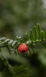 Preview wallpaper yew, berry, branch, drops, rain, macro, blur