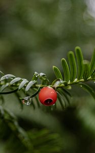 Preview wallpaper yew, berry, branch, drops, rain, macro, blur