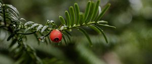 Preview wallpaper yew, berry, branch, drops, rain, macro, blur