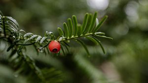 Preview wallpaper yew, berry, branch, drops, rain, macro, blur