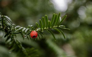 Preview wallpaper yew, berry, branch, drops, rain, macro, blur