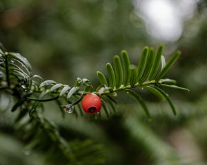 Preview wallpaper yew, berry, branch, drops, rain, macro, blur