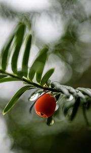 Preview wallpaper yew, berry, drops, branch, leaves, macro