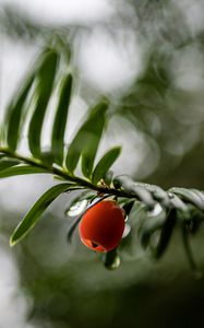 Preview wallpaper yew, berry, drops, branch, leaves, macro