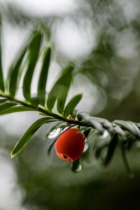 Preview wallpaper yew, berry, drops, branch, leaves, macro