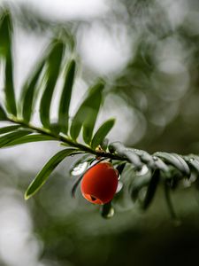Preview wallpaper yew, berry, drops, branch, leaves, macro