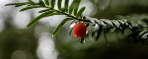 Preview wallpaper yew, berry, drops, branch, leaves, macro