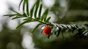 Preview wallpaper yew, berry, drops, branch, leaves, macro