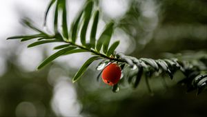 Preview wallpaper yew, berry, drops, branch, leaves, macro