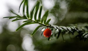 Preview wallpaper yew, berry, drops, branch, leaves, macro