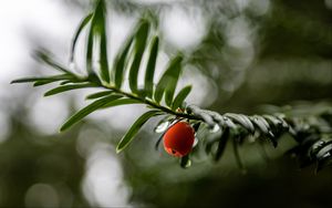 Preview wallpaper yew, berry, drops, branch, leaves, macro