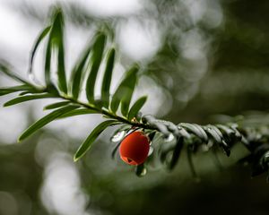 Preview wallpaper yew, berry, drops, branch, leaves, macro