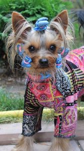 Preview wallpaper yorkshire terrier, costume, dog, puppy
