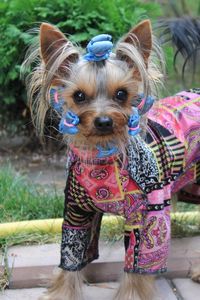 Preview wallpaper yorkshire terrier, costume, dog, puppy