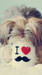 Preview wallpaper yorkshire terrier, cup, curiosity, muzzle, dog