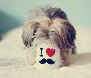 Preview wallpaper yorkshire terrier, cup, curiosity, muzzle, dog