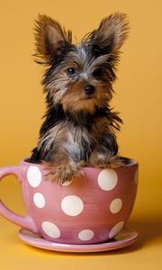 Preview wallpaper yorkshire terrier, cup, puppy, dog, sit