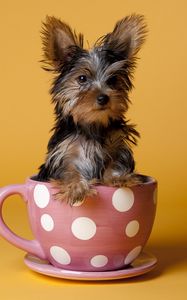 Preview wallpaper yorkshire terrier, cup, puppy, dog, sit